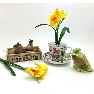 Dutch Daffodil Bulb in a Teacup