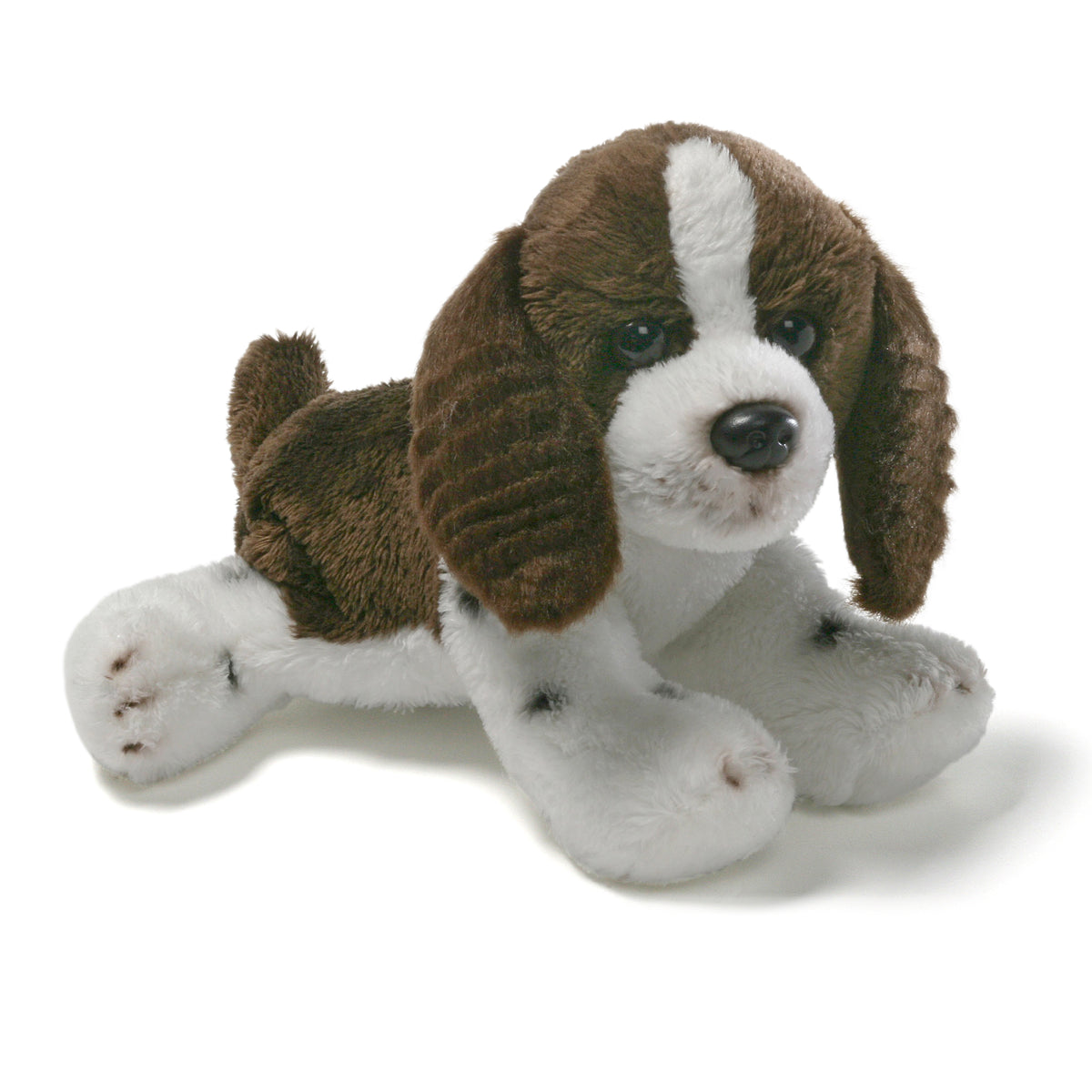 Spaniel Puppy - Erica