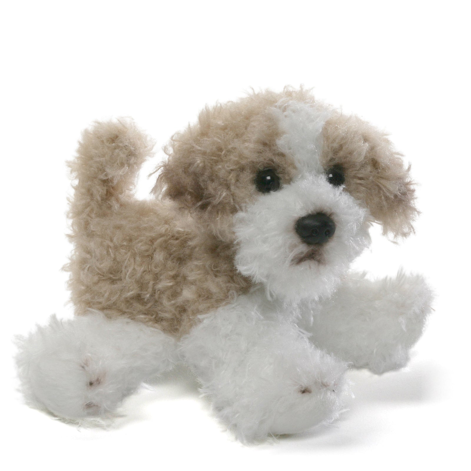 Maltipoo Puppy - Cindy