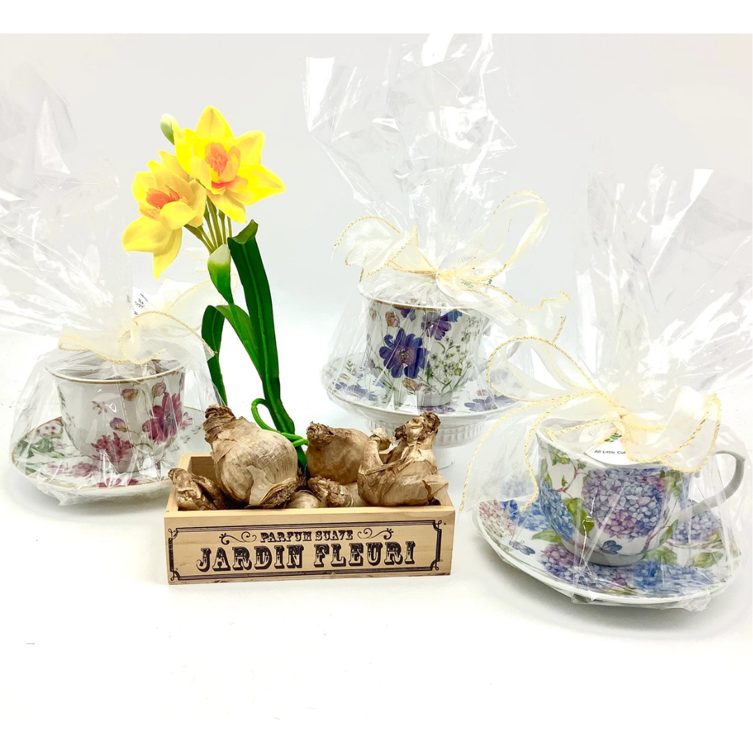 Dutch Daffodil Bulb in a Teacup