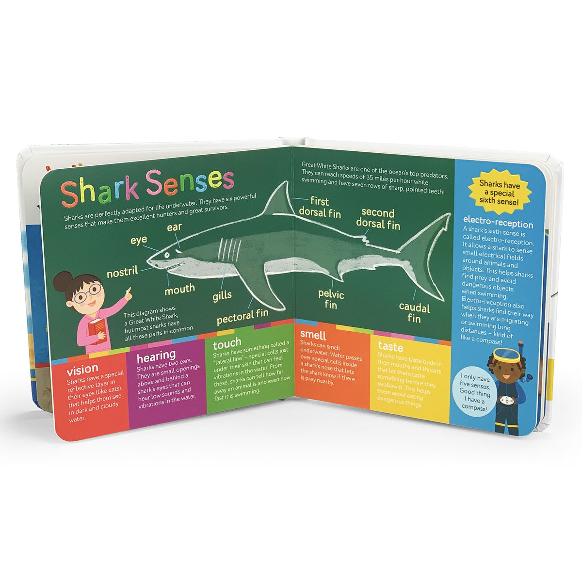 Smithsonian Kids: Sharks Teeth to Tail Board Book